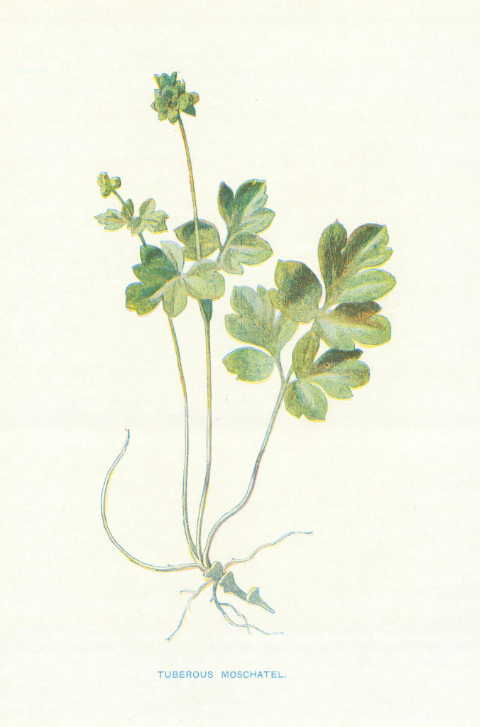 Tuberous Moschatel. Wild Flowers by Frederick Edward Hulme c1895 old print